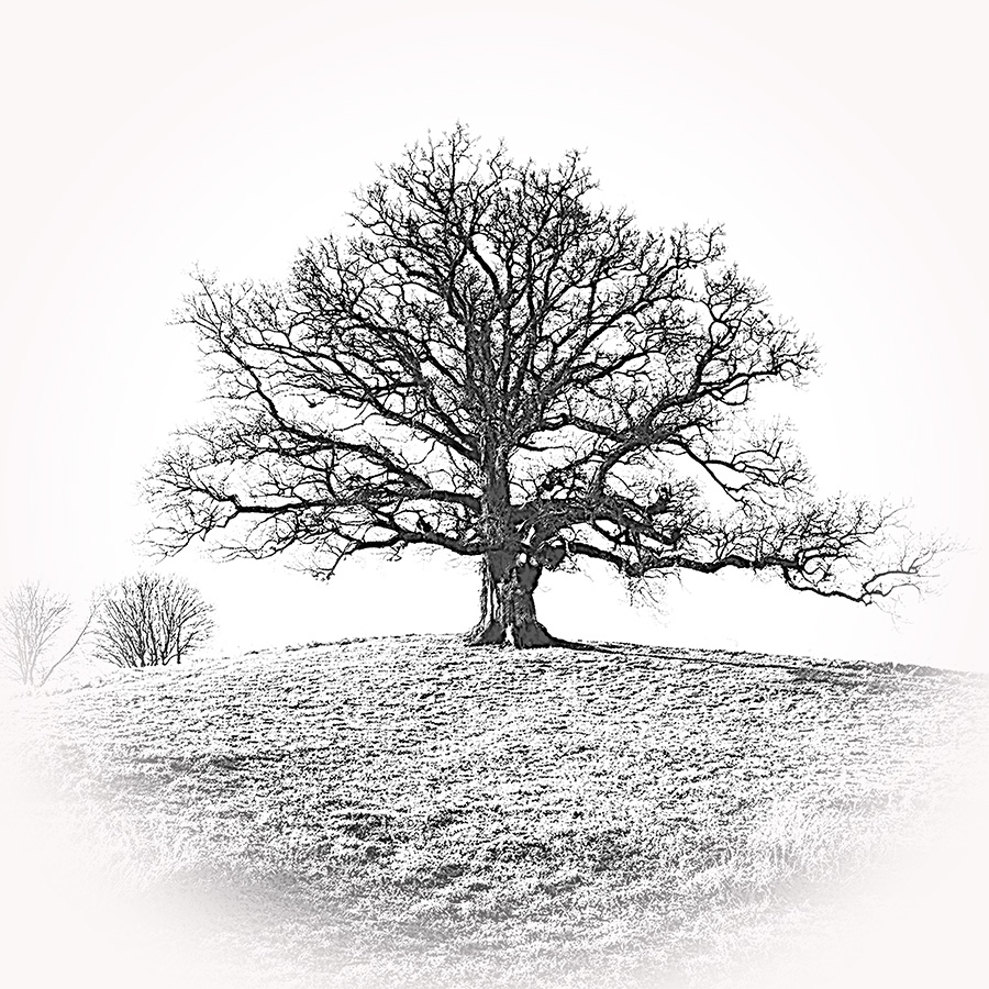 Baum, Eiche